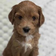Guardian Home Opportunity! Female Goldendoodle and Bernedoodle