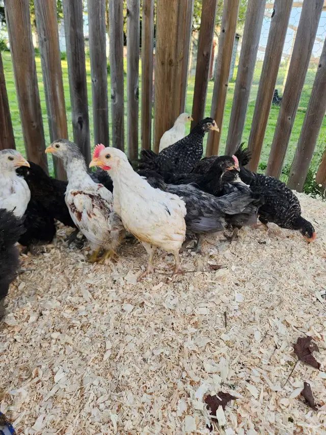 Chicks for sale!