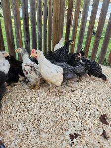Chicks for sale!