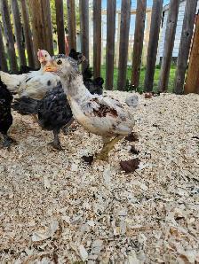 Chicks for sale! - Photo 2