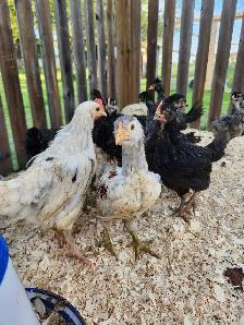 Chicks for sale! - Photo 3