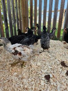 Chicks for sale! - Photo 4