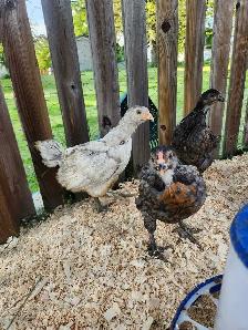 Chicks for sale! - Photo 5