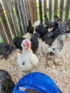 Chicks for sale! - Photo 6