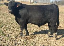 Angus Bull FOR SALE