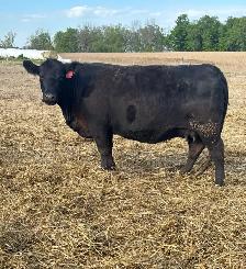 Angus Bull FOR SALE - Photo 2