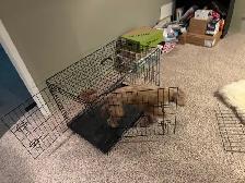 foldable dog crate - Photo 3