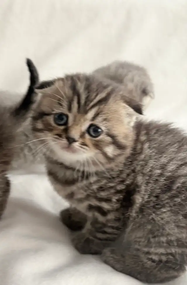 Purebred Scottish Fold Kittens