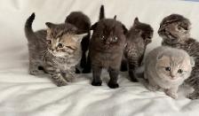 Purebred Scottish Fold Kittens - Photo 2