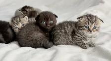 Purebred Scottish Fold Kittens - Photo 10