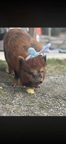 kune kune x Mangalista