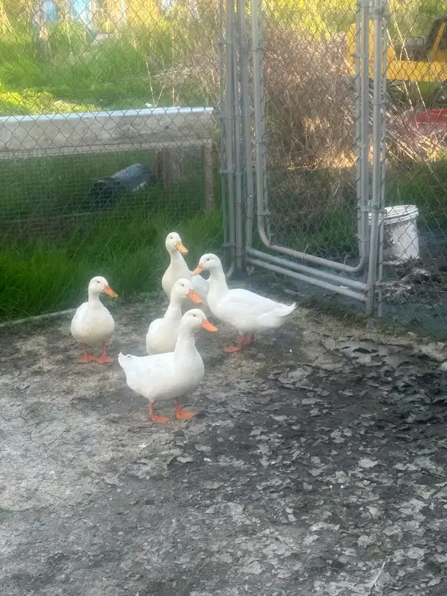pekain ducks