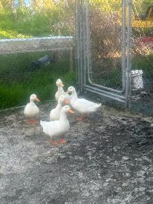 pekain ducks
