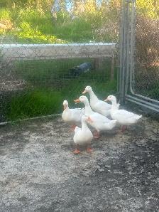 pekain ducks - Photo 2