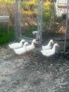 pekain ducks - Photo 3