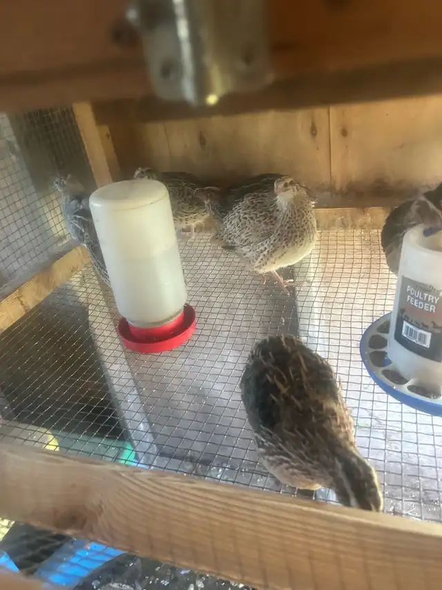 quails for sale