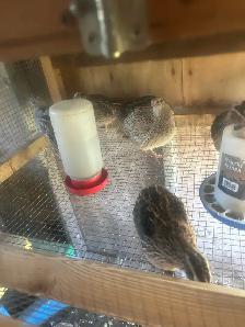 quails for sale