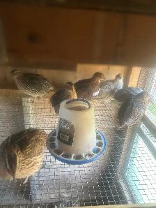 quails for sale - Photo 2