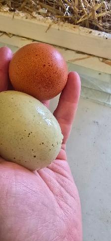 Chicken Hatching eggs for sale, 25$ a dozen - Photo 4