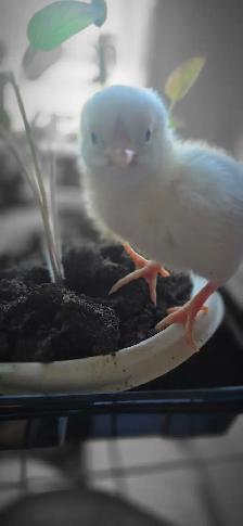 Chicken Hatching eggs for sale, 25$ a dozen - Photo 6