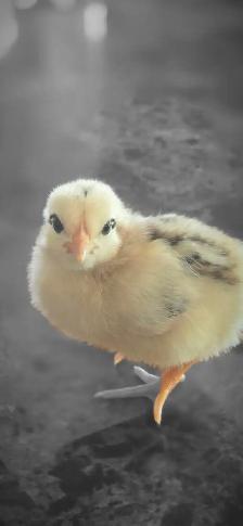 Chicken Hatching eggs for sale, 25$ a dozen - Photo 8