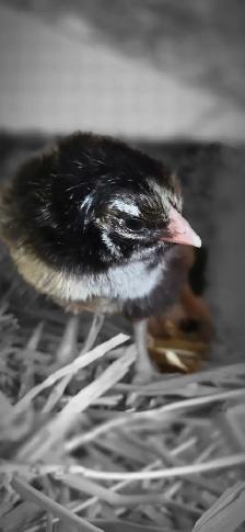 Chicken Hatching eggs for sale, 25$ a dozen - Photo 9