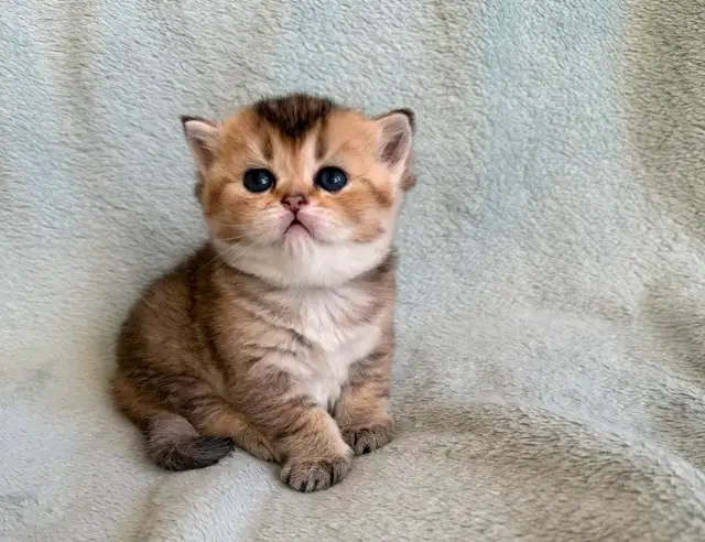 Scottish straight female littens