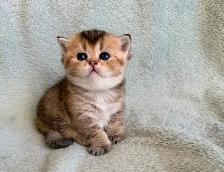 Scottish straight female littens