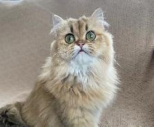 Scottish straight female littens - Photo 7