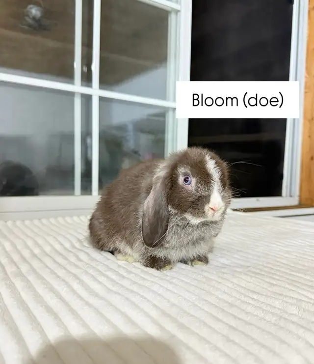 sweet holland lop baby bunnies