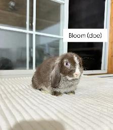 sweet holland lop baby bunnies