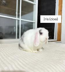 sweet holland lop baby bunnies - Photo 3