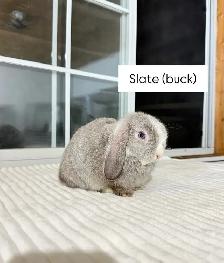 sweet holland lop baby bunnies - Photo 4