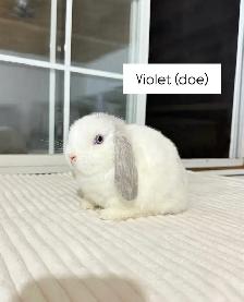 sweet holland lop baby bunnies - Photo 5