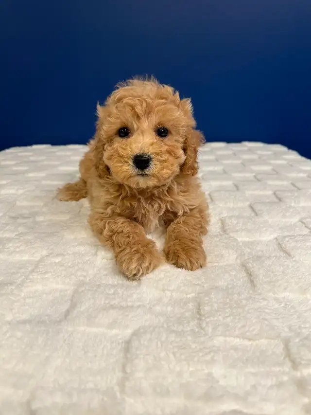 Bichon Poo Puppies!! (Bichon Frise/Toy Poodle)