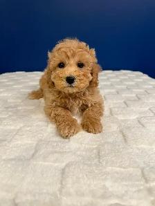 Bichon Poo Puppies!! (Bichon Frise/Toy Poodle)