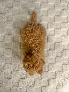 Bichon Poo Puppies!! (Bichon Frise/Toy Poodle) - Photo 2