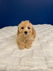 Bichon Poo Puppies!! (Bichon Frise/Toy Poodle) - Photo 3