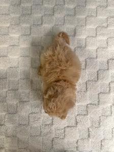Bichon Poo Puppies!! (Bichon Frise/Toy Poodle) - Photo 4
