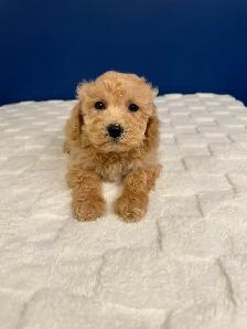 Bichon Poo Puppies!! (Bichon Frise/Toy Poodle) - Photo 5