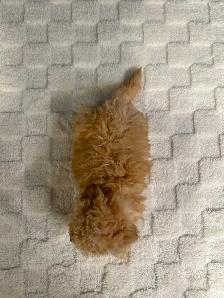 Bichon Poo Puppies!! (Bichon Frise/Toy Poodle) - Photo 6