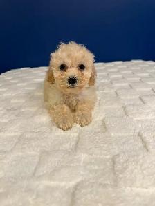 Bichon Poo Puppies!! (Bichon Frise/Toy Poodle) - Photo 7