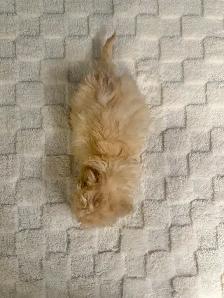 Bichon Poo Puppies!! (Bichon Frise/Toy Poodle) - Photo 8