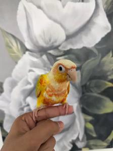 Baby Suncheek Conure