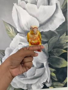 Baby Suncheek Conure - Photo 2