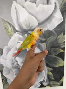 Baby Suncheek Conure - Photo 3