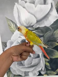 Baby Suncheek Conure - Photo 4