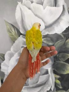 Baby Suncheek Conure - Photo 5