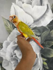 Baby Suncheek Conure - Photo 6