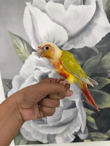 Baby Suncheek Conure - Photo 7